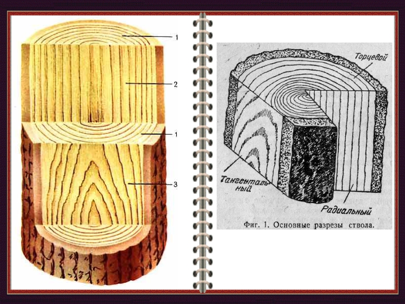 Рисунок древесины в разрезе