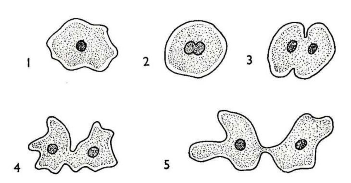 Какой процесс жизнедеятельности амебы изображен на рисунке