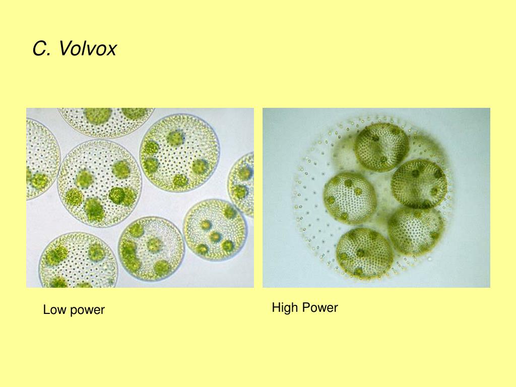 Вольвокс относится к. Вольвокс водоросль. Вольвокс под микроскопом рисунок. Водоросль вольвокс в геометрии. Цитоплазматические отростки вольвокс.