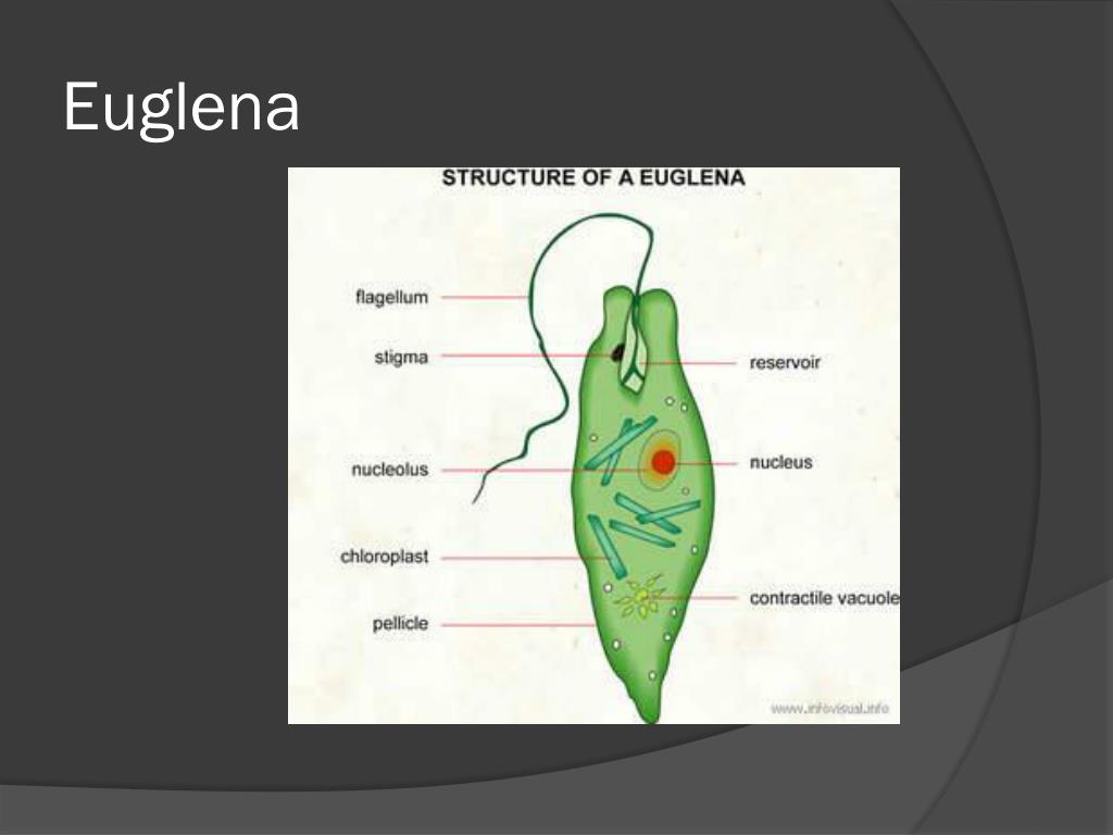 euglena l