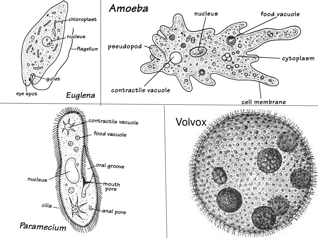 Сократительная вакуоль рисунок. Вольвокс и амеба. Volvox Globator строение с подписями. Volvox Globator рисунок с подписями. Вольвокс сократительная вакуоль.