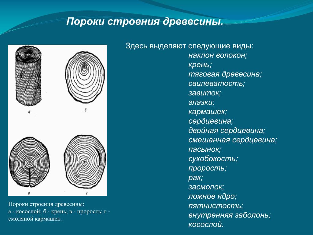 Пороки древесины виды. Пороки строения древесины свилеватость. Пороки строения древесины двойная сердцевина. Пороки древесины сухобокость. Пороки строения древесины Крень.