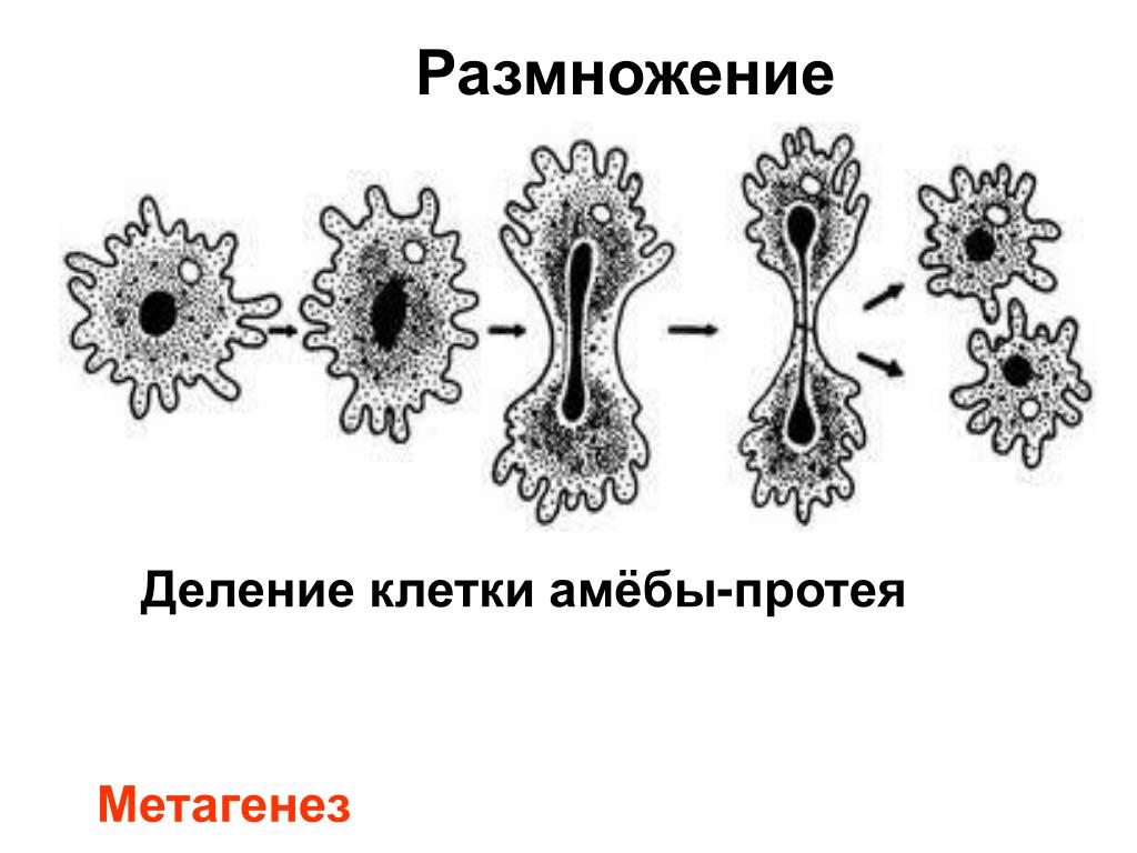 На рисунке изображен пример иллюстрирующий присущее. Размножение амебы делением. Размножение амебы Протей. Размножение делением клетки.