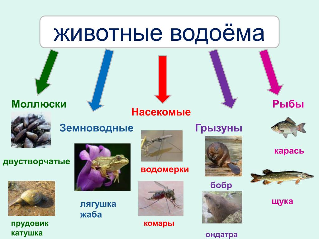 Водные и синантропные животные план конспект 8 класс