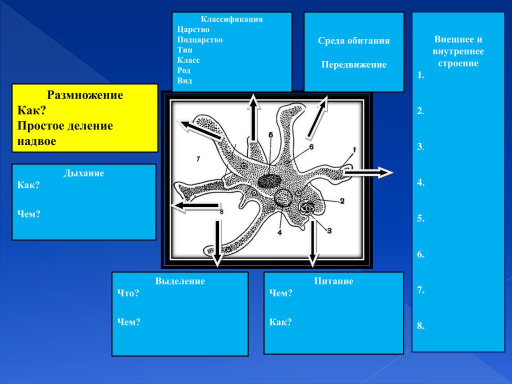 Среда обитания корненожек. Тип Саркодовые дыхание. Внешнее строение Подцарство простейшие. Дыхание корненожки.