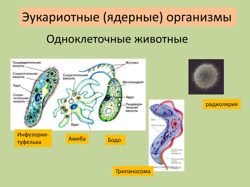 К одноклеточным организмам относится ответ. Одноклеточный организм Бодо. Строение одноклеточного Бодо. Одноклеточные организмы животные. Одноклеточные ядерные организмы.