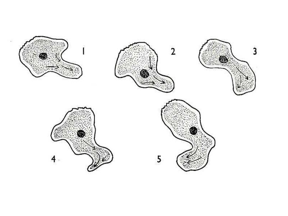 Амебоидное движение. Передвижение амебы обыкновенной. Движение амебы обыкновенной. Амёба обыкновенная переджвижение. Схема движения амебы.