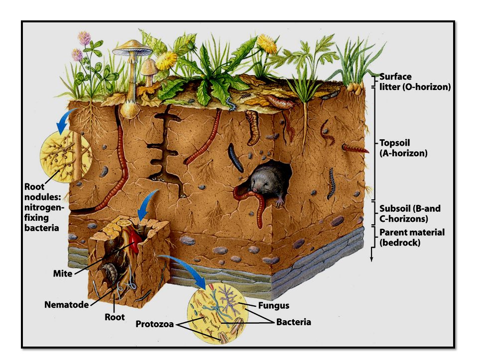 Какие растения живут в почве