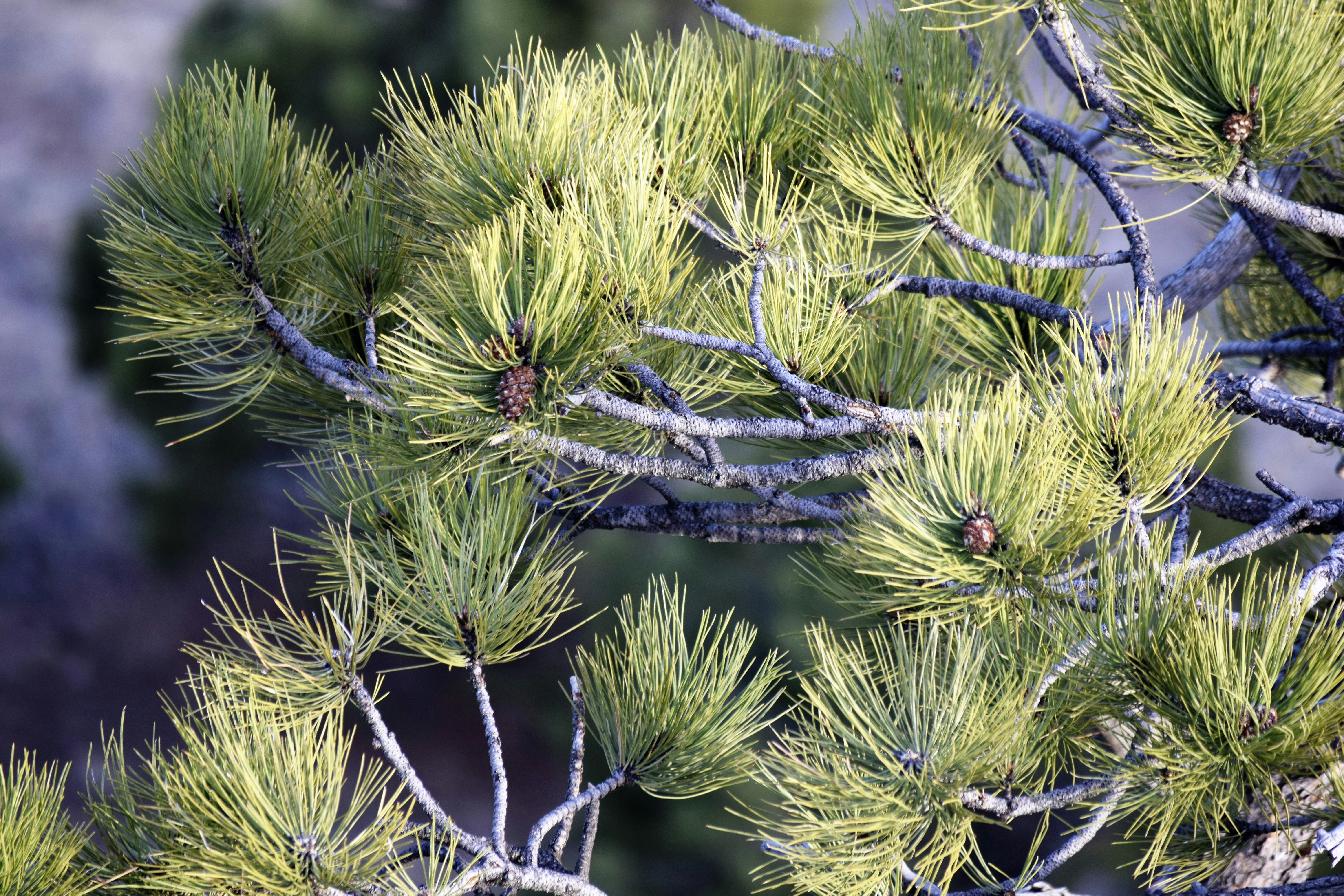 Семейство сосновых деревьев. Pinus Sylvestris "Frosty дерево. Сосна Палласа Крымская Pinus pallasiana шишки. Сосна Жерарда зимостойкость. Сосна Крымская европейская обыкновенная.
