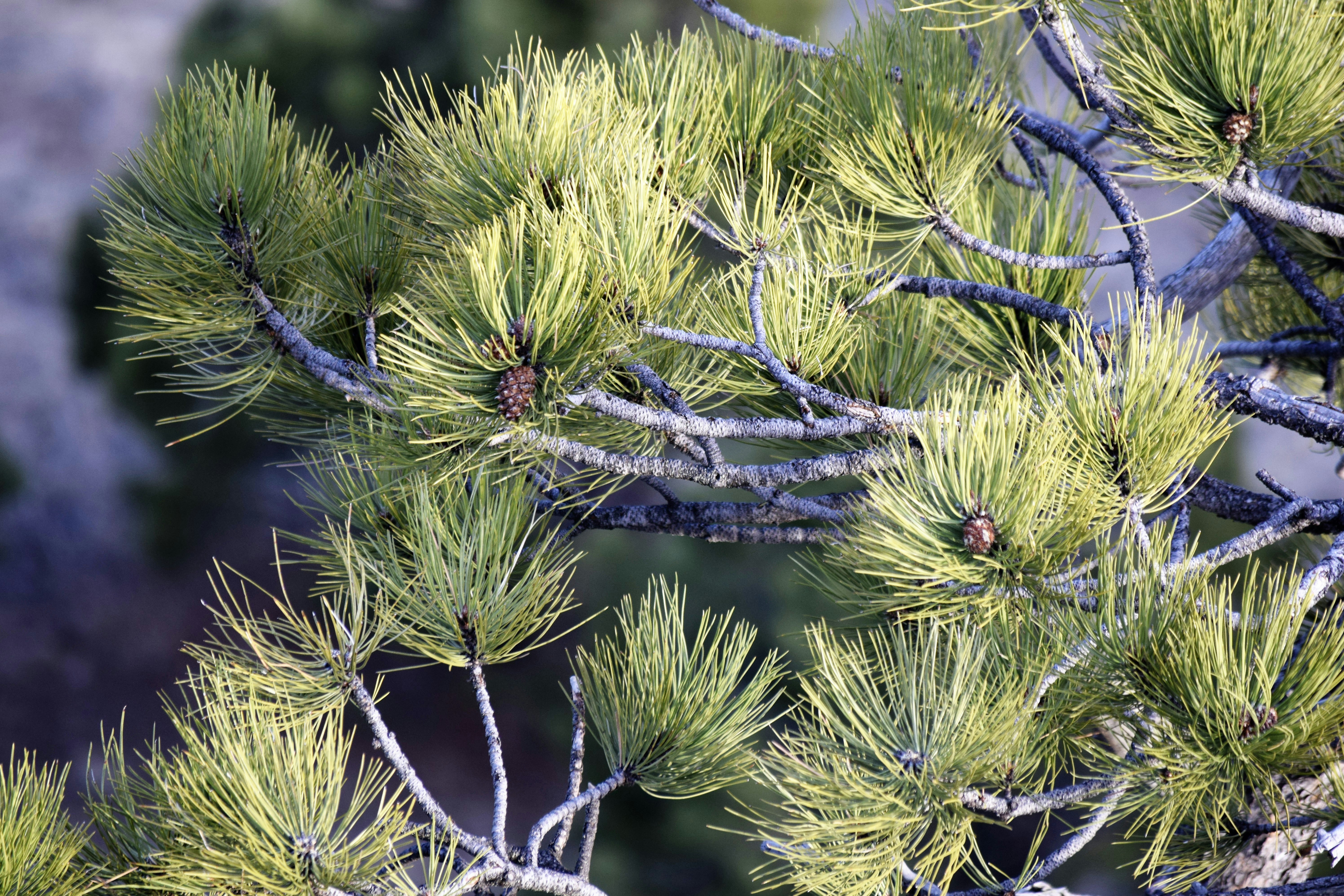 Сосна хвойное дерево. Pinus Sylvestris 