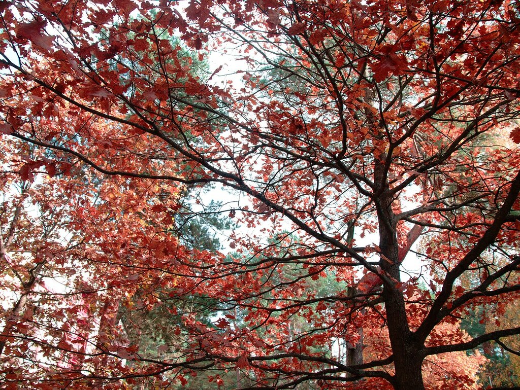 Фото цвета красное дерево. Красное дерево Миша. Красное дерево дерево. Азиатское красное дерево. Живое красное дерево.