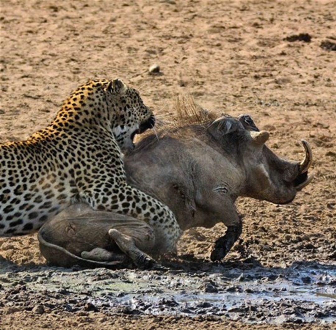 Хищники дикой африки видео. Бородавочник и леопард. Леопард против бородавочника. Леопард охотится на бородавочника. Кабан бородавочник.