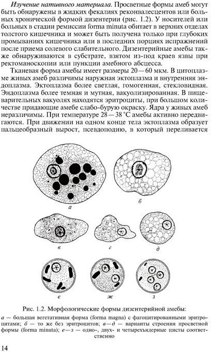 Циста дизентерийной амебы рисунок