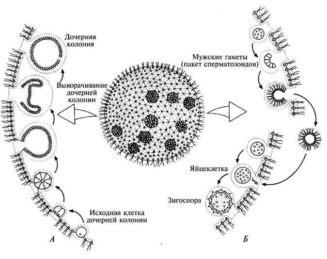Размножение клетки жизненный цикл. Жизненный цикл вольвокса. Жизненный цикл вольвокса рисунок. Жизненный цикл вольвокса схема. Цикл размножения вольвокса.