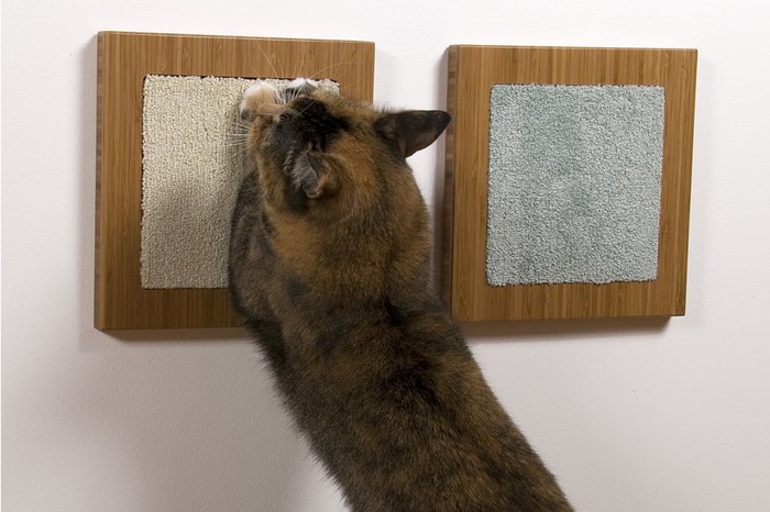 как отучить кошку царапать мебель и обои