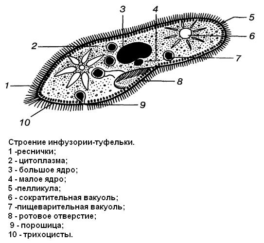 Организм инфузория туфелька какой органоид