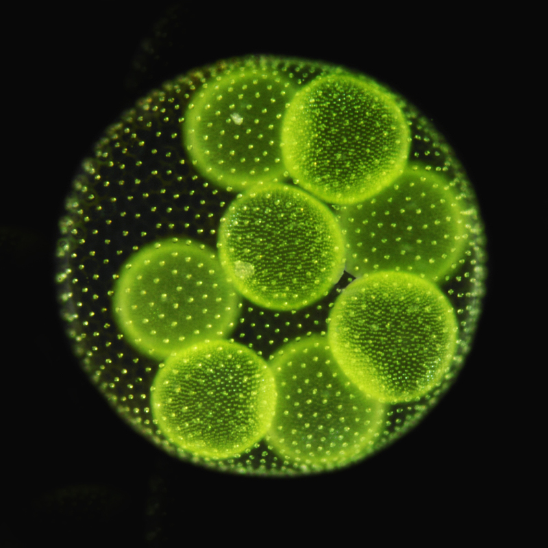 Колониальная одноклеточная водоросль