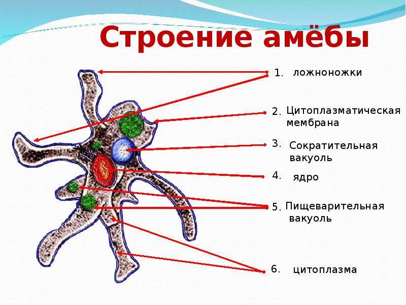 Амеба строение рисунок с надписями