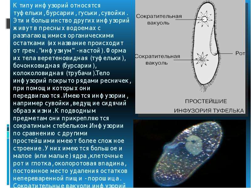 Характерные признаки инфузории туфельки как представителя простейших. Инфузория туфелька одноклето. Инфузория туфелька информация. Инфузория информация. Инфузория туфелька образ жизни.