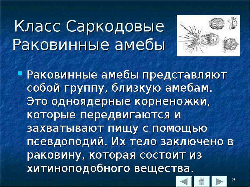 Саркодовые. Раковинные Саркодовые. Класс Саркодовые презентация. Классификация саркодовых. Корненожка.