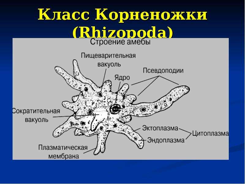 Каких животных объединяют в группу корненожки составьте план ответа