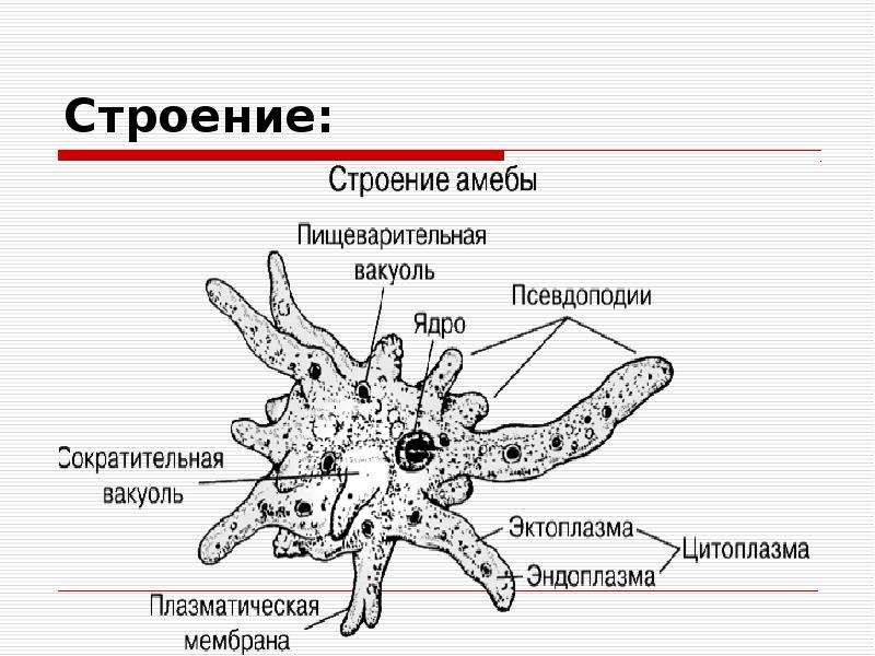 Амеба на белом фоне