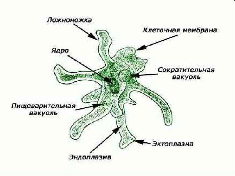 Амеба рисунок по биологии