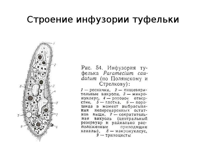 Какие вакуоли у инфузории туфельки