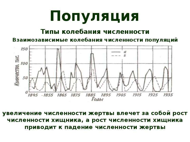 Колебания численности популяции. Колебания численности хищников и жертв. Хищник жертва колебание численности популяции. Динамика популяции хищника и жертвы.