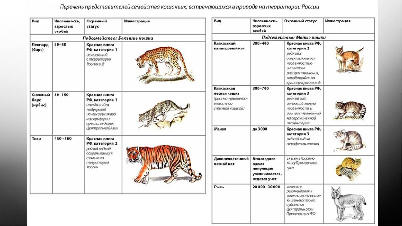 Таблица название животного. Семейство кошачьих систематика. Отряд Хищные млекопитающие таблица. Семейства отряда Хищные таблица. Млекопитающие таблица отряды семейства представители семейств.