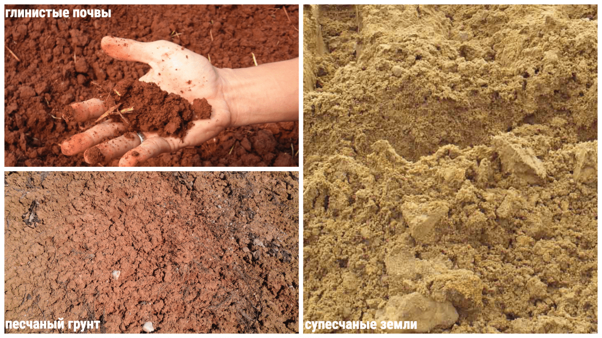 Средний грунт. Глинистые суглинистые супесчаные и песчаные почвы. Почва песчаные суглинки. Глинистая суглинистая супесчаная Песчаная. Глинистый суглинистый песчаный супесь.