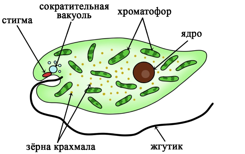 Эвглена зеленая рисунок