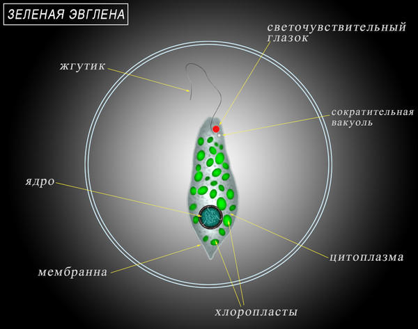 Эвглена сократительная вакуоль