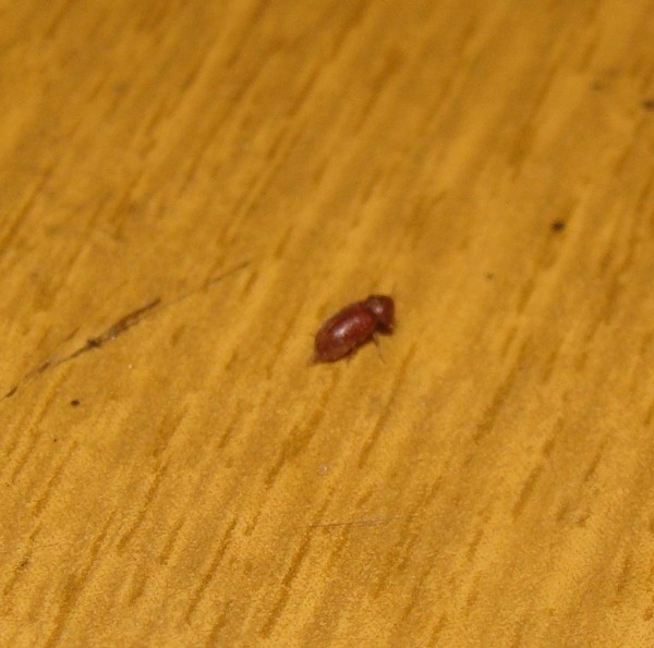 Коричневый жук маленький в квартире фото