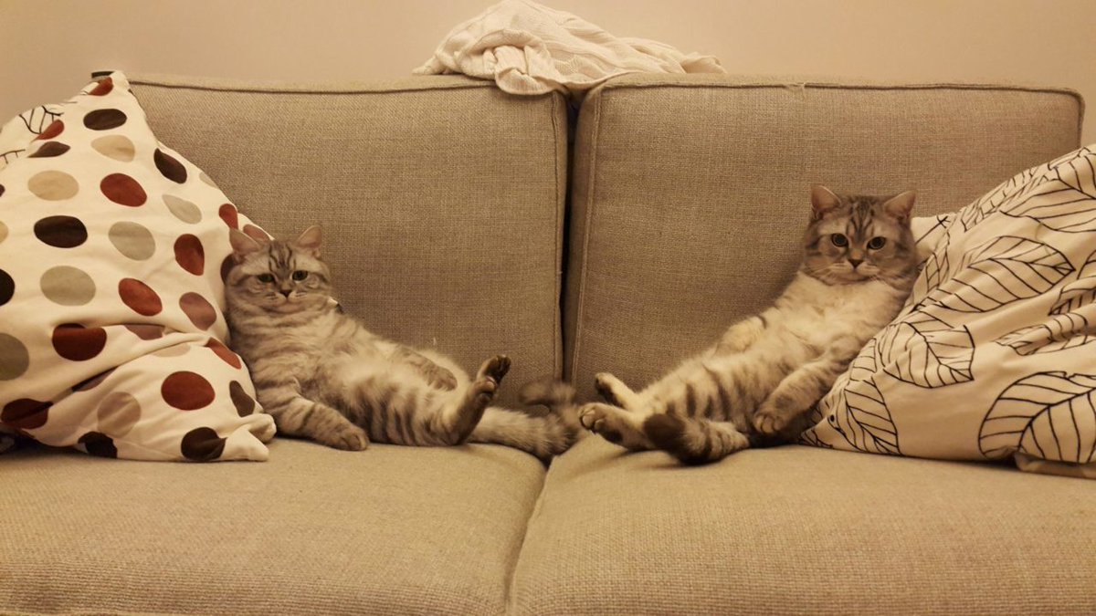 кошки и мягкая мебель
