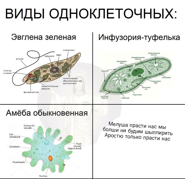 Различия в строении одноклеточных
