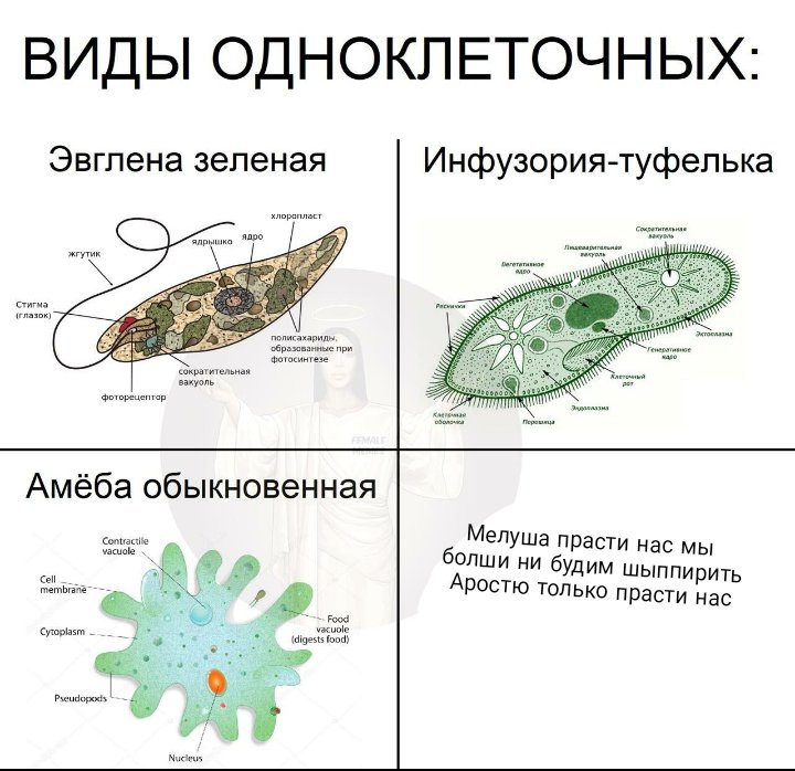 Чем отличаются простейшие. Амеба инфузория туфелька эвглена зеленая. Структура амебы эвглены зелёной. Амеба инфузория туфелька эвглена зеленая строение. Простейшие одноклеточные организмы строение амебы.