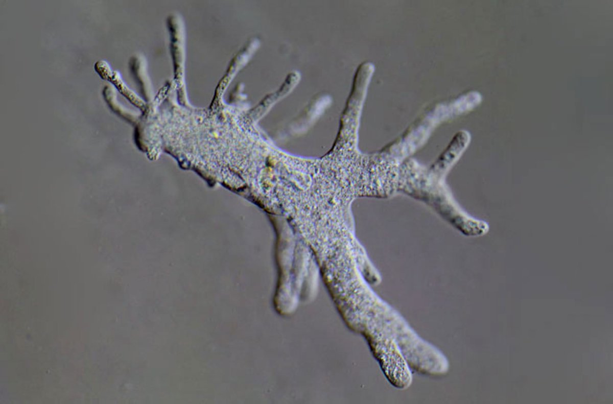 Амеба протей. Амеба Протей Amoeba Proteus. Амеба Протей микроскоп. Асимметрия амеба Протей.