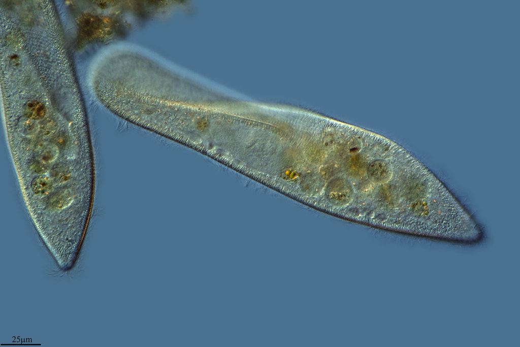 Инфузория туфелька глазок. Инфузория туфелька. Инфузория туфелька Paramecium caudatum. Инфузория эукариот. Инфузория туфелька в живую.