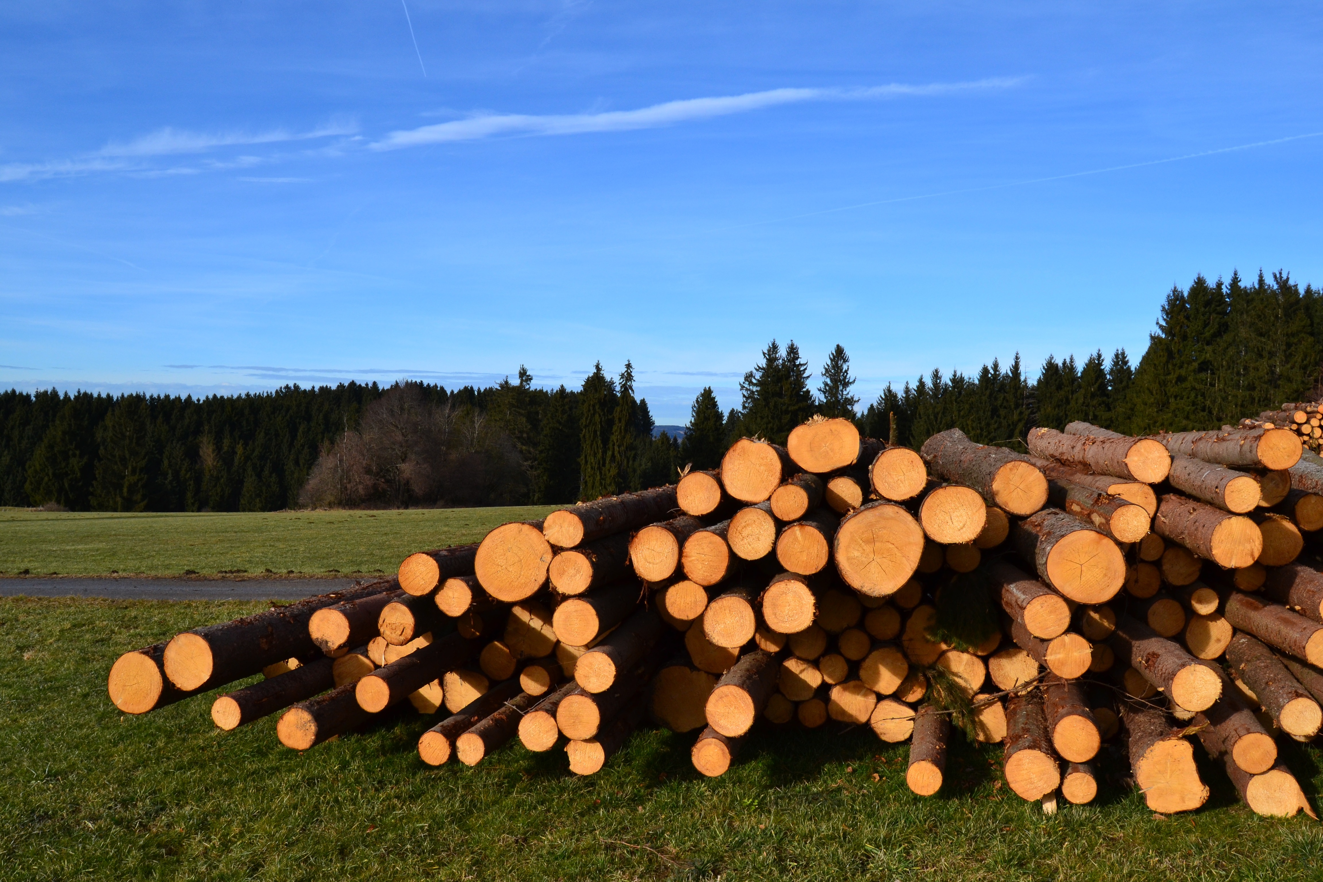 New wooden. Лес древесина. Дровяная древесина. Лесная промышленность. Круглые лесоматериалы.