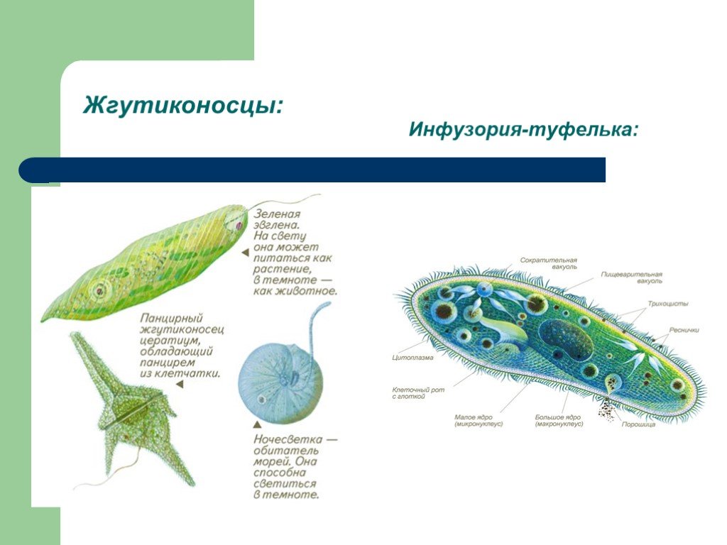 Простейшие биология классы. Жгутиконосцы и инфузории 7 класс биология. Биология таблица жгутиконосцы и инфузории. Опорно двигательная система инфузории туфельки. Инфузория туфелька жгутиконосцы.