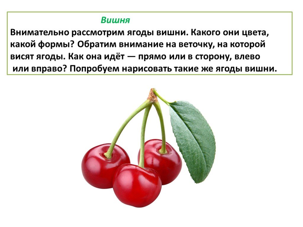 Какого цвета вкус. Какой формы вишня. Какого цвета вишня. Вишня какая? Цвет форма. Какой вкус у вишни.