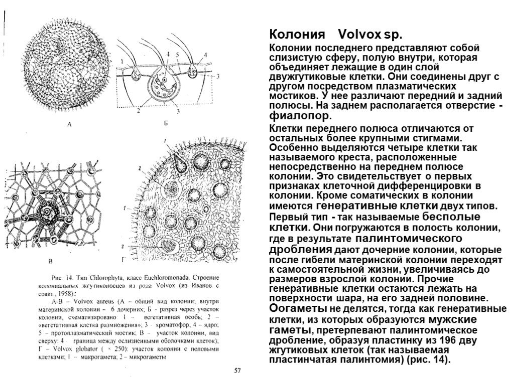 Вольвокс рисунок с подписями