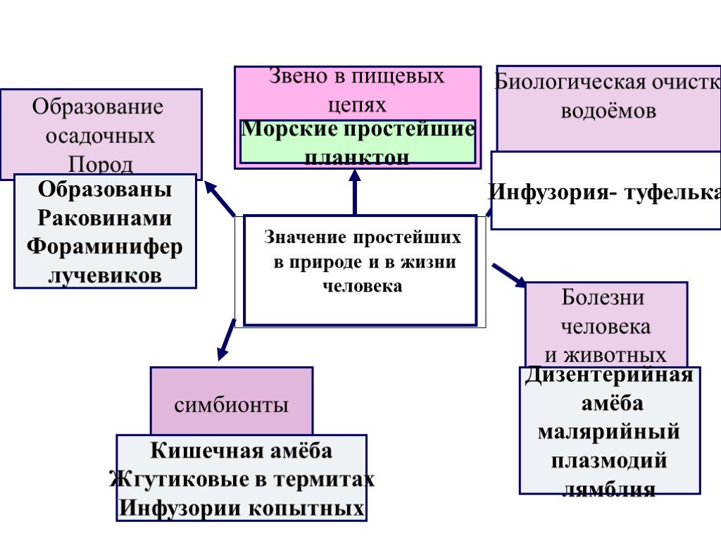 Простейшие в жизни человека. Значение инфузорий в природе. Значение инфузорий в природе и жизни человека. Роль простейших в природе. Значение инфузории туфельки в природе и жизни человека.