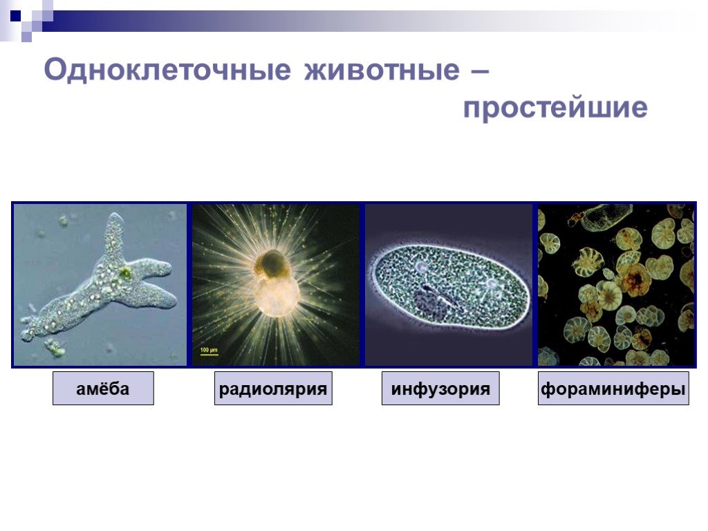 К одноклеточным организмам можно отнести. Фораминиферы сократительные вакуоли. Одноклеточные простейшие. Представители одноклеточных. Простейшие одноклеточные животные.