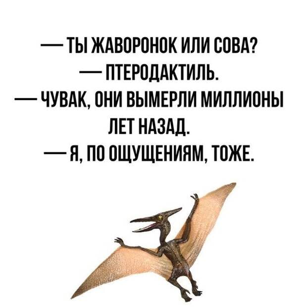 А я думала сова. Сова Жаворонок птеродактиль. Шутки про сов и Жаворонков. Птеродактиль смешной. Птеродактиль прикол.