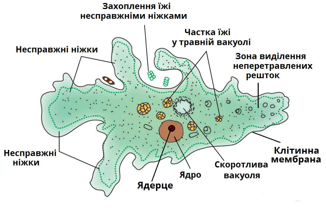 Амеба питание