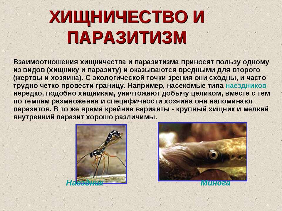 Хищничество определение и примеры. Хищничество и паразитизм. Тип взаимодействия паразитизм. Примеры паразитизма в биологии. Хищничество и паразитизм примеры.