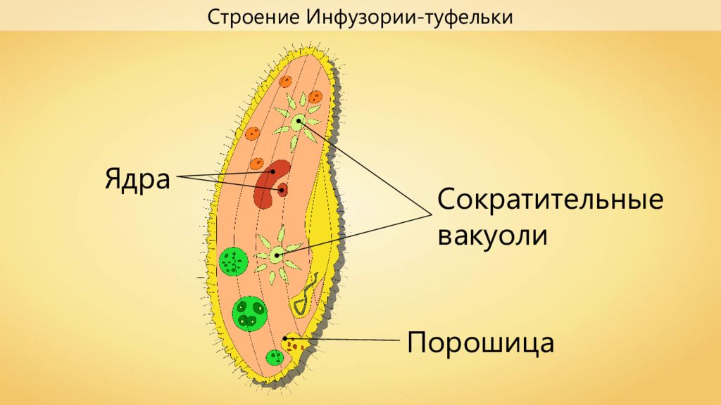 Сократительные вакуоли в клетках простейших. Сократительная вакуоль инфузории туфельки. Строение инфузории туфельки. Порошица у инфузории. Инфузория туфелька рисунок.