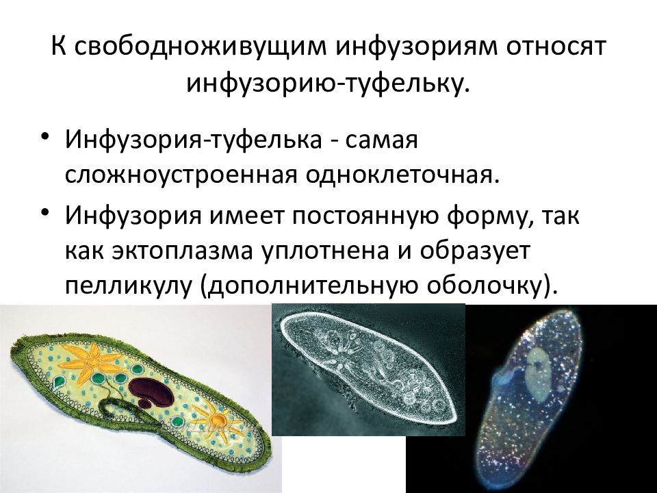 Инфузория туфелька в природе. Инфузория туфелька пелликула. Свободноживущие и паразитические формы инфузорий. Свободноживущие инфузории. Представители инфузории туфельки.